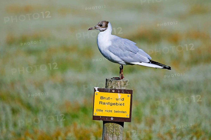Black-headed gull (Chroicocephalus ridibundus) in transition, non-breeding moult perched on sign of breeding site, resting place in wetland, Germany, Europe