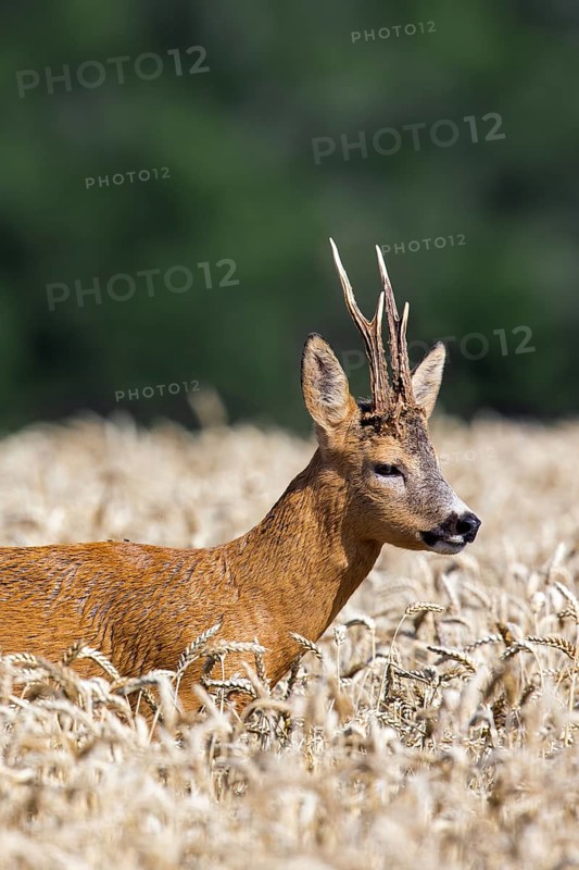 European roe deer (Capreolus capreolus) buck, male during the rut in wheat field, cornfield in summer