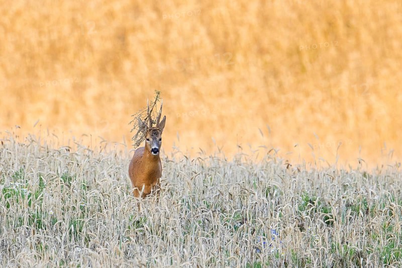 European roe deer (Capreolus capreolus) buck, male with twig stuck in its antlers during the rut in wheat field, cornfield in summer