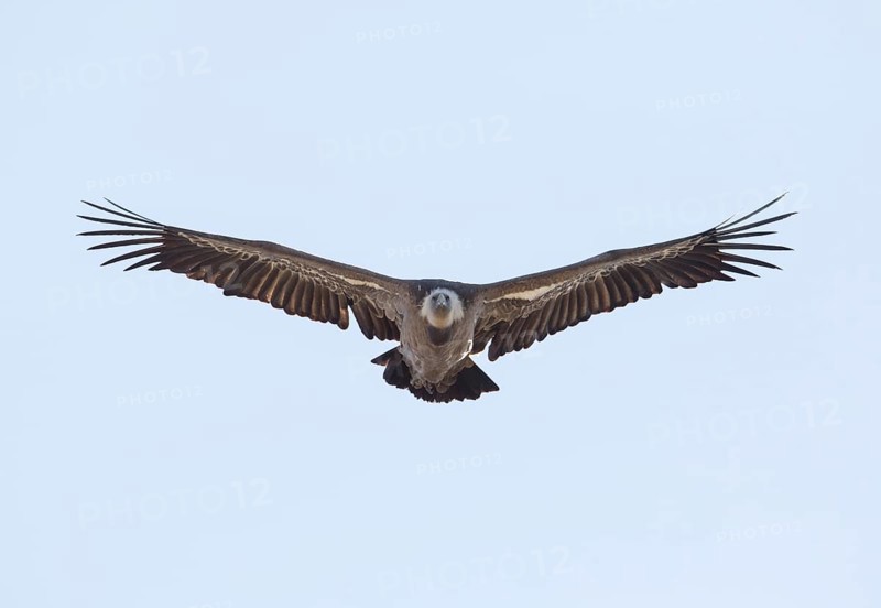 Griffon vulture (Gyps fulvus), Monfragüe National Park, Extremadura, Castilla La Mancha, Spain, Europe
