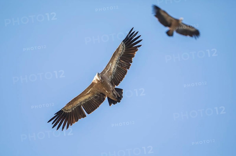 Griffon vulture (Gyps fulvus), Monfragüe National Park, Extremadura, Castilla La Mancha, Spain, Europe