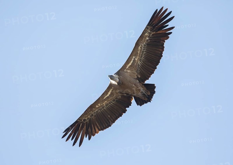 Griffon vulture (Gyps fulvus), Monfragüe National Park, Extremadura, Castilla La Mancha, Spain, Europe