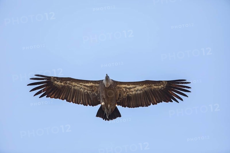 Griffon vulture (Gyps fulvus), Monfragüe National Park, Extremadura, Castilla La Mancha, Spain, Europe
