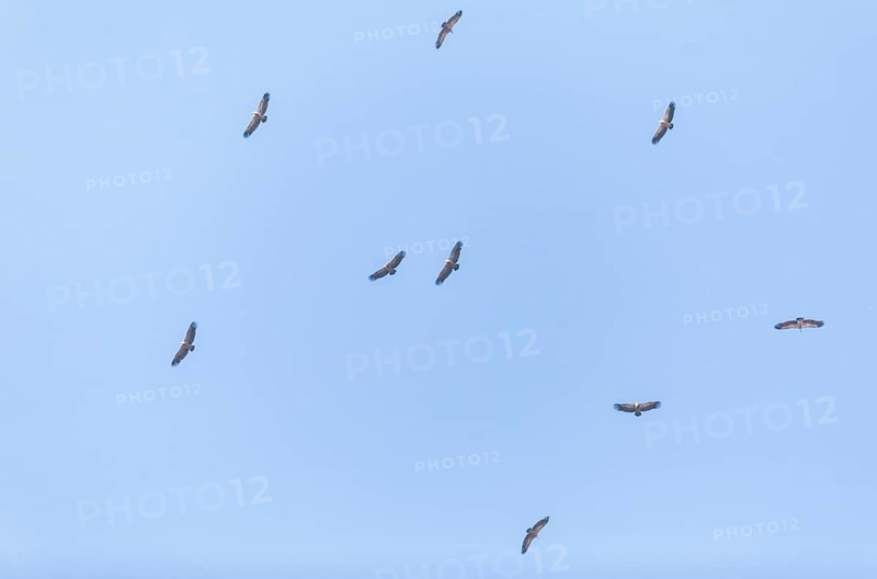 Griffon vulture (Gyps fulvus), Monfragüe National Park, Extremadura, Castilla La Mancha, Spain, Europe