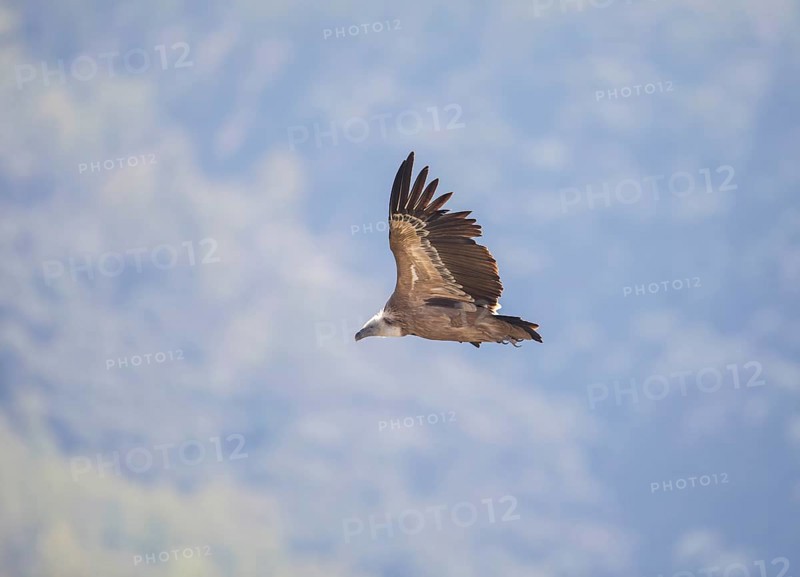 Griffon vulture (Gyps fulvus), Monfragüe National Park, Extremadura, Castilla La Mancha, Spain, Europe