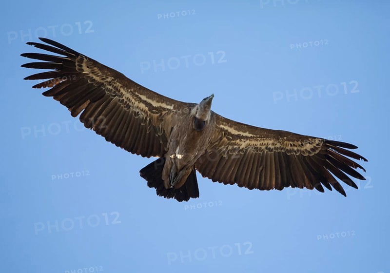 Griffon vulture (Gyps fulvus), Monfragüe National Park, Extremadura, Castilla La Mancha, Spain, Europe