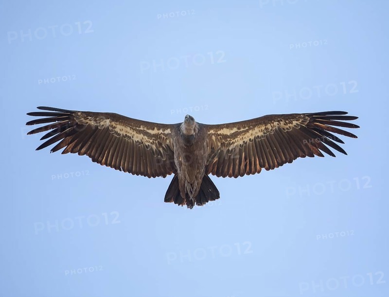 Griffon vulture (Gyps fulvus), Monfragüe National Park, Extremadura, Castilla La Mancha, Spain, Europe