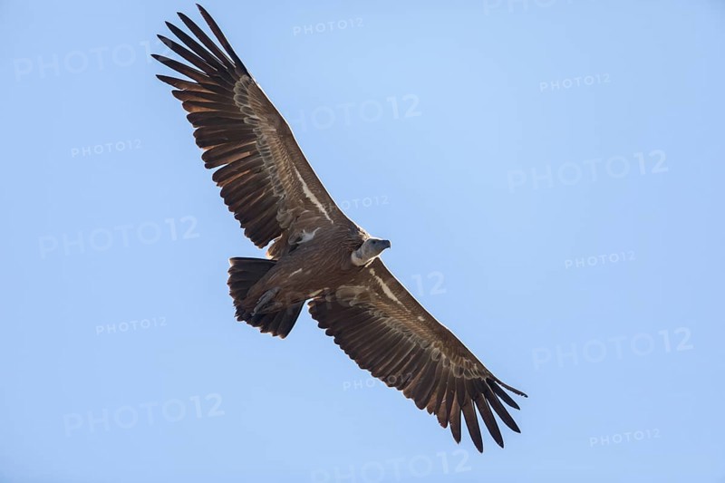 Griffon vulture (Gyps fulvus), Monfragüe National Park, Extremadura, Castilla La Mancha, Spain, Europe