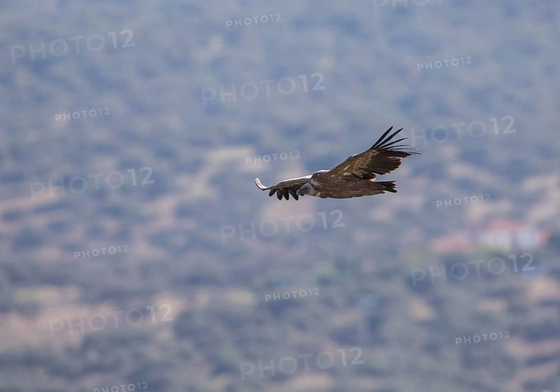 Griffon vulture (Gyps fulvus), Monfragüe National Park, Extremadura, Castilla La Mancha, Spain, Europe