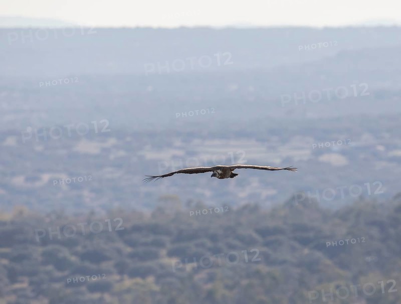 Griffon vulture (Gyps fulvus), Monfragüe National Park, Extremadura, Castilla La Mancha, Spain, Europe