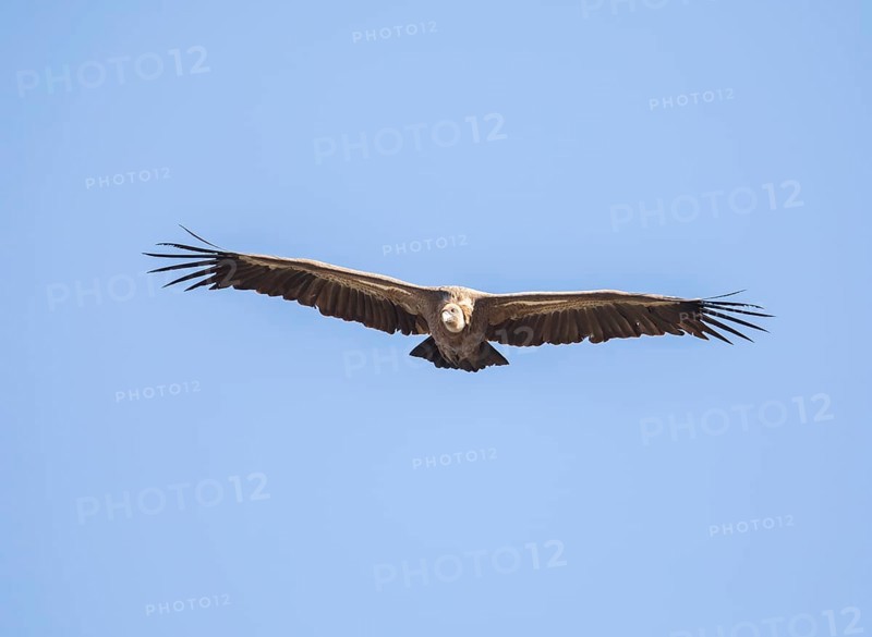 Griffon vulture (Gyps fulvus), Monfragüe National Park, Extremadura, Castilla La Mancha, Spain, Europe