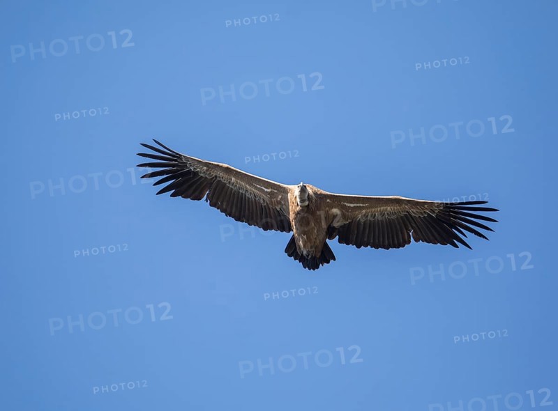 Griffon vulture (Gyps fulvus), Monfragüe National Park, Extremadura, Castilla La Mancha, Spain, Europe