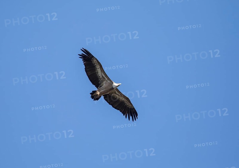 Griffon vulture (Gyps fulvus), Monfragüe National Park, Extremadura, Castilla La Mancha, Spain, Europe