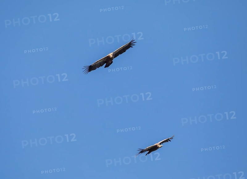 Griffon vulture (Gyps fulvus), Monfragüe National Park, Extremadura, Castilla La Mancha, Spain, Europe