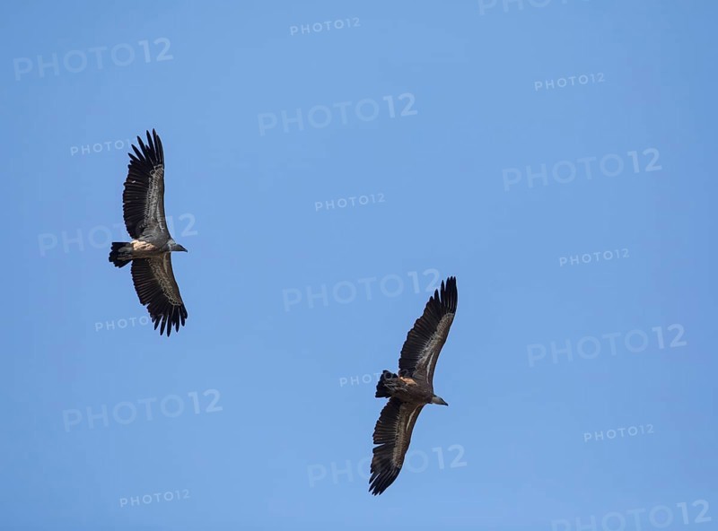 Griffon vulture (Gyps fulvus), Monfragüe National Park, Extremadura, Castilla La Mancha, Spain, Europe