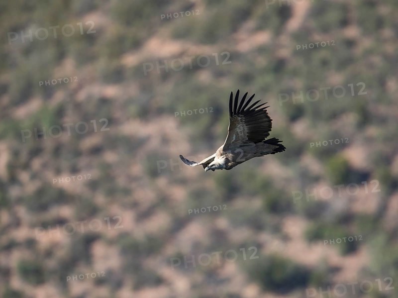 Griffon vulture (Gyps fulvus), Monfragüe National Park, Extremadura, Castilla La Mancha, Spain, Europe