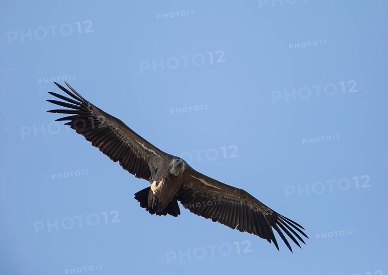 Griffon vulture (Gyps fulvus), Monfragüe National Park, Extremadura, Castilla La Mancha, Spain, Europe