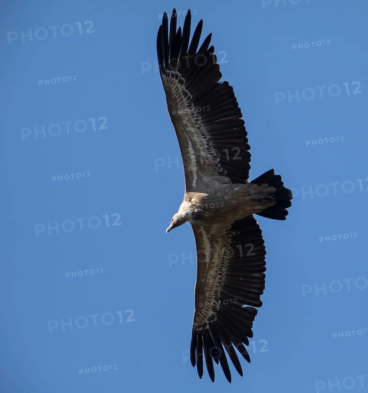 Griffon vulture (Gyps fulvus), Monfragüe National Park, Extremadura, Castilla La Mancha, Spain, Europe