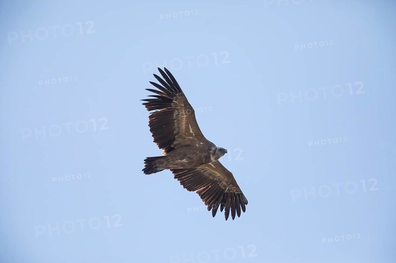 Griffon vulture (Gyps fulvus), Monfragüe National Park, Extremadura, Castilla La Mancha, Spain, Europe