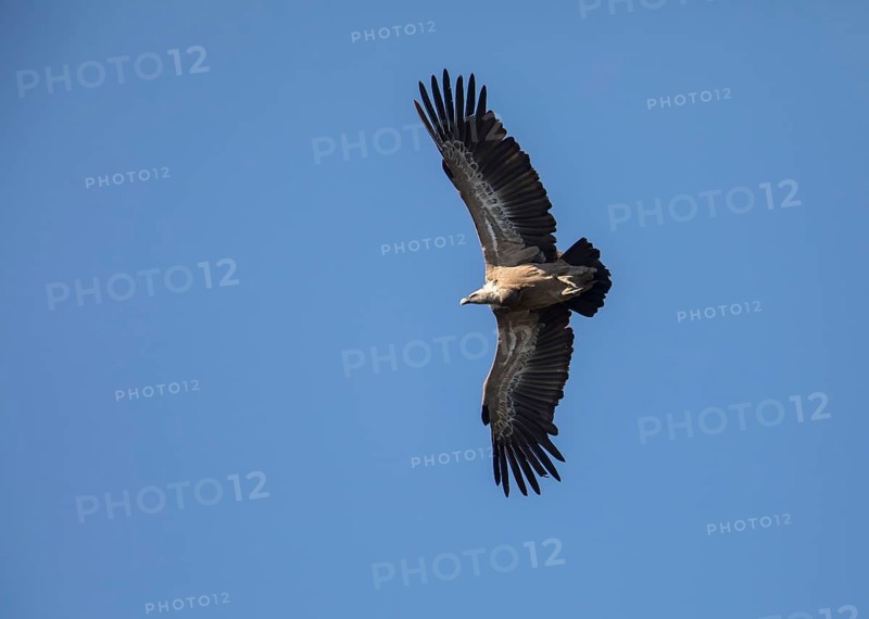 Griffon vulture (Gyps fulvus), Monfragüe National Park, Extremadura, Castilla La Mancha, Spain, Europe
