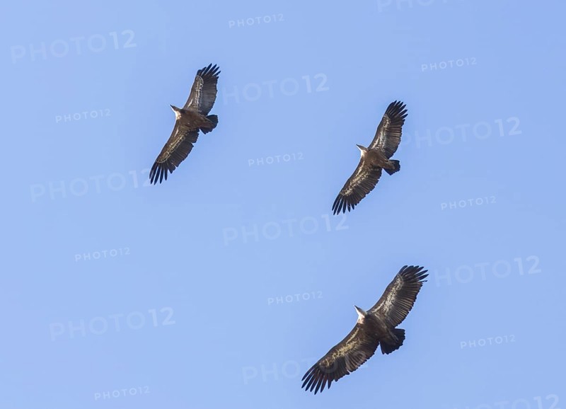 Griffon vulture (Gyps fulvus), Monfragüe National Park, Extremadura, Castilla La Mancha, Spain, Europe
