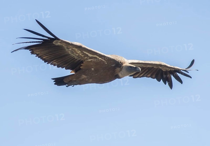 Griffon vulture (Gyps fulvus), Monfragüe National Park, Extremadura, Castilla La Mancha, Spain, Europe