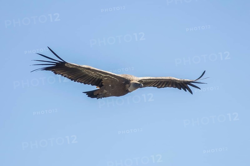 Griffon vulture (Gyps fulvus), Monfragüe National Park, Extremadura, Castilla La Mancha, Spain, Europe