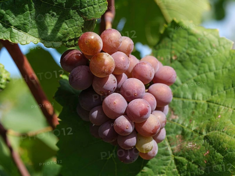 Close-up of purple grapes on a vine with green leaves, Wissembourg, Alsace, France, Europe