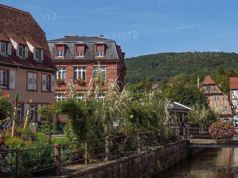 A picturesque town with half-timbered houses and an overgrown canal, Wissembourg, Alsace, France, Europe