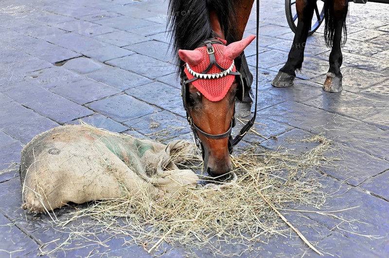Cattedrale di Santa Maria del Fiore, Cathedral of Santa Maria del Fiore, Florence Cathedral, Florence, Tuscany, Italy, Europe, A horse with blanket and headpiece chewing on a handful of hay on a cobbled street, Europe