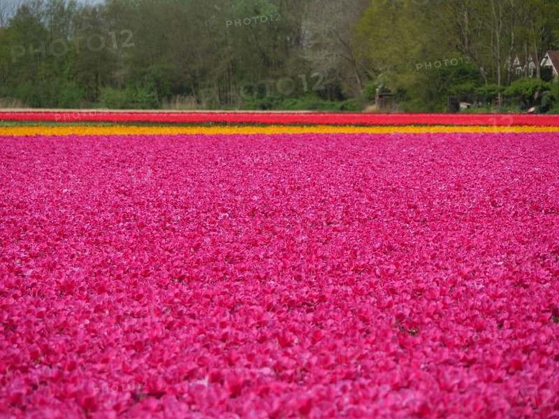A wide field with bright pink tulips, in the background a row of trees, amsterdam, holland, netherlands