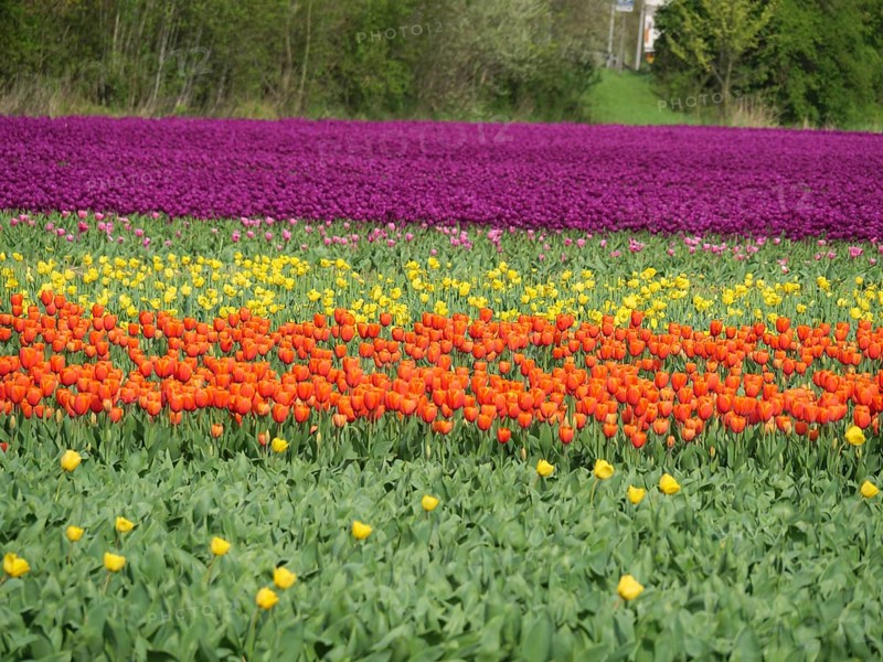 A multicoloured tulip field with purple, orange and yellow sections surrounded by green trees, amsterdam, holland, netherlands