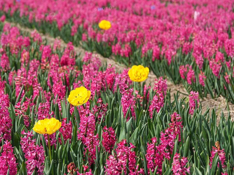 View of a wide field with pink hyacinths and scattered yellow tulip blossoms, amsterdam, holland, netherlands