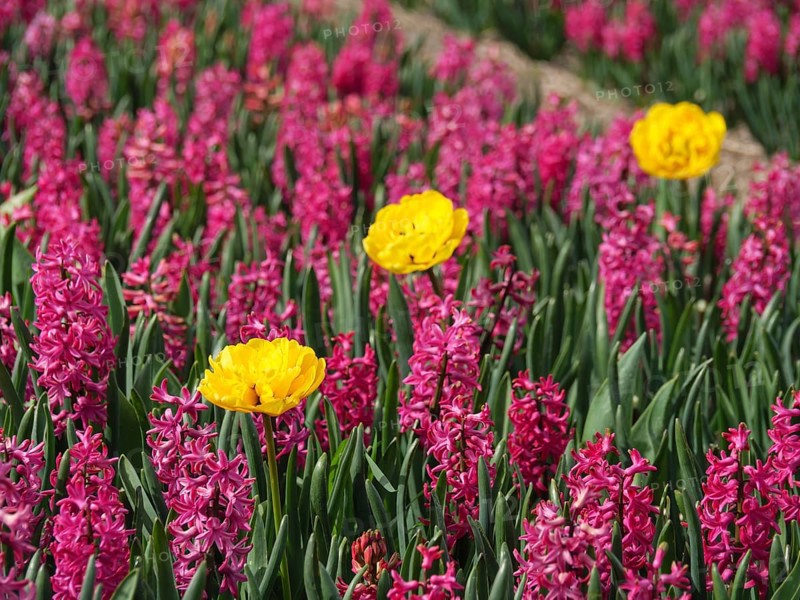 Three yellow tulips stand out in a field full of pink hyacinths in spring, amsterdam, holland, the netherlands
