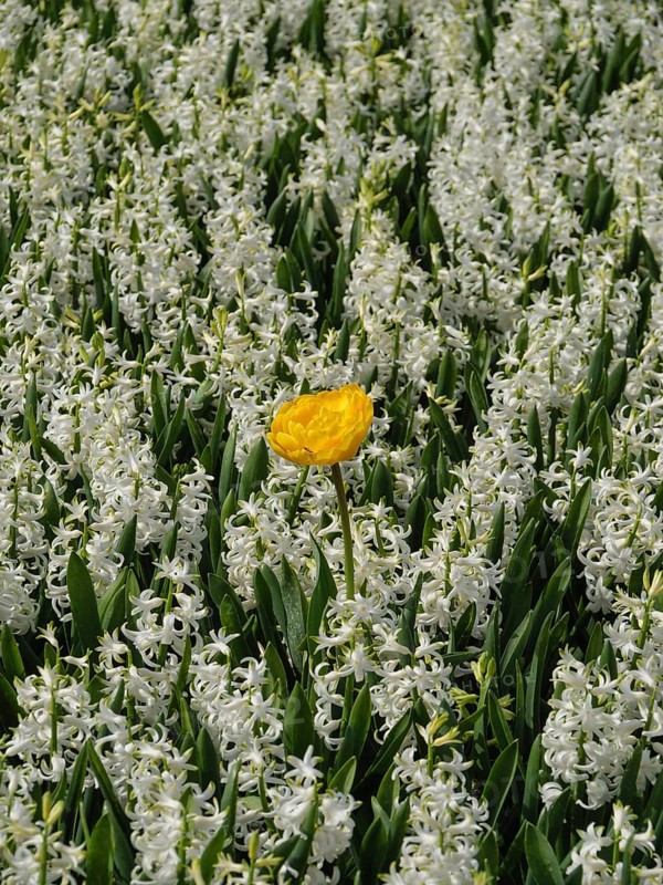 A yellow tulip stands alone amidst a sea of white hyacinth flowers, amsterdam, holland, the netherlands