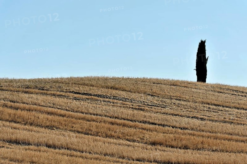 Cypress near San Quirico d'Orcia, Val d'Orcia, Tuscany, Italy, Europe, Lone tree on a dry hill with a wide sky in the background, Tuscany, Europe