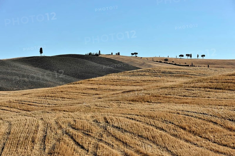 Cypresses near San Quirico d'Orcia, Val d'Orcia, Tuscany, Italy, Europe, Wide dry hills with scattered trees under a clear blue sky, Tuscany, Europe