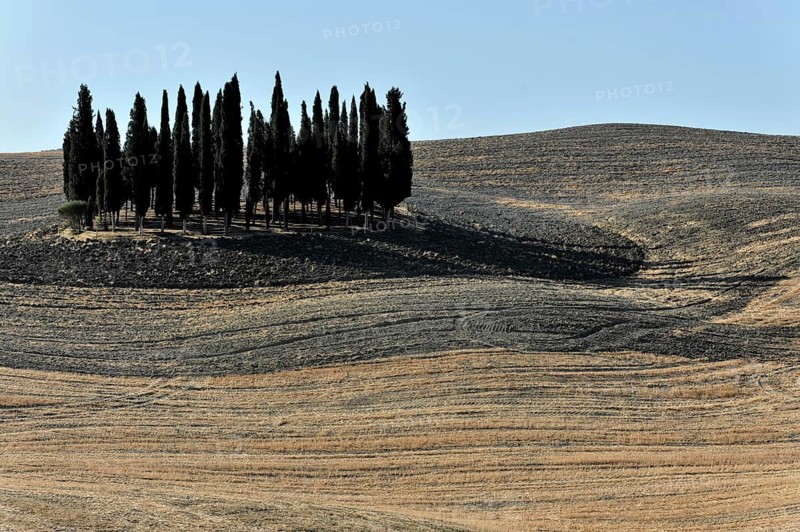 Group of cypresses in Tuscany, Italy, Europe, Tall cypresses on a hill surrounded by dry fields in the soft sunlight, Tuscany, Europe