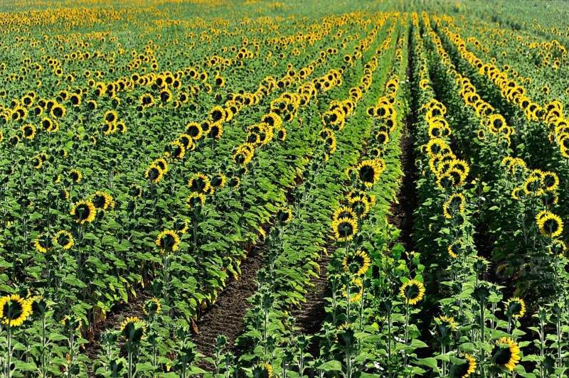Sunflower field, Sunflowers (Helianthus annuus), Landscape south of Montepulciano, Tuscany, Italy, Europe, Sunflower field blooming in parallel rows and flooded with bright sunlight, Tuscany, Europe
