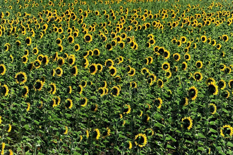 Sunflower field, Sunflowers (Helianthus annuus), Landscape south of Montepulciano, Tuscany, Italy, Europe, Dense field full of blooming yellow sunflowers turning towards the sun, Tuscany, Europe