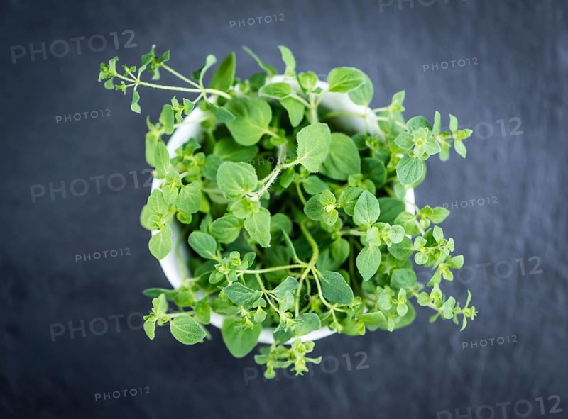 Oregano on a slate slab (selective focus, detailed close-up shot)