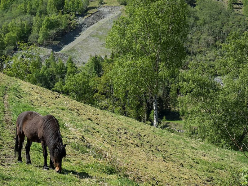 A horse grazes on a gently sloping pasture surrounded by green trees and forest, Flam, Norway, Europe