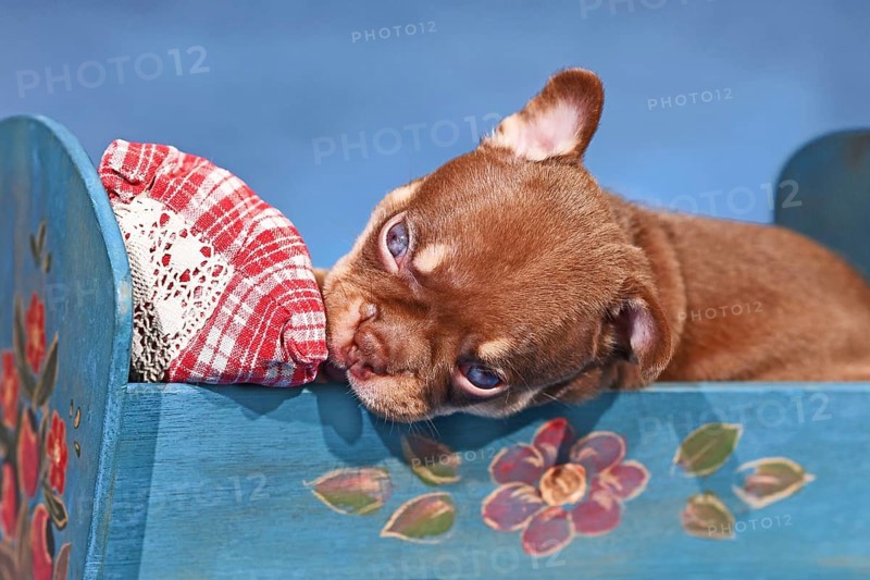 Mocca Orange Tan French Bulldog dog puppy in bed in front of blue background