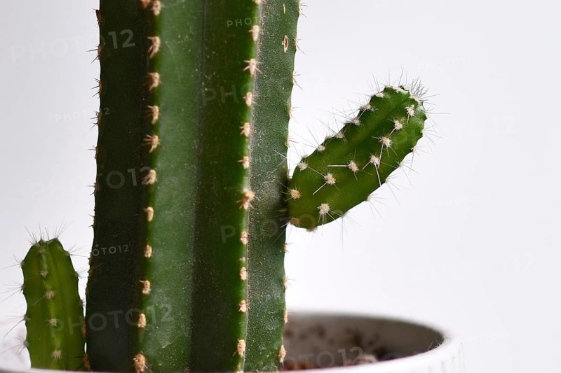 Close up of new branch growth on cactus plant