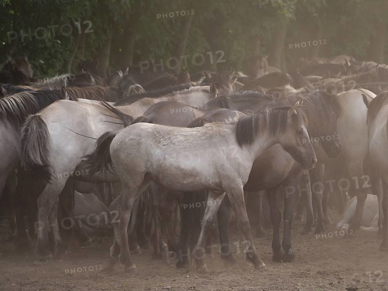 A large herd of horses stands close together on a dusty ground, surrounded by trees, merfeld, münsterland, germany