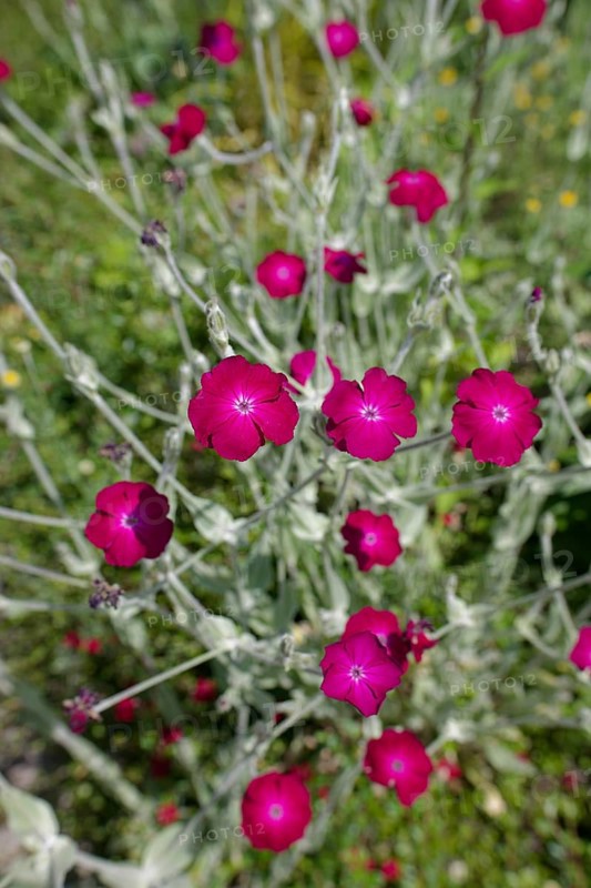 Garden with flowering carnation (Lychnis coronaria), insect-friendly, carnation, hardy, bees, wild bees, bumblebees, biodiversity, blossom, flower, spring, June, early summer, Schwäbisch Hall, Hohenlohe, Heilbronn-Franken, Baden-Württemberg, Germany, Europe