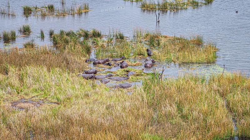 Hippo pool with a lot of animals in the Okavango Delta, Botswana, aerial hot made from a helicopter, Africa