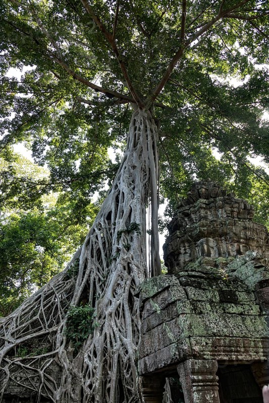 The famous Ta Prohm temple in Angkor Wat, Cambodia, Asia
