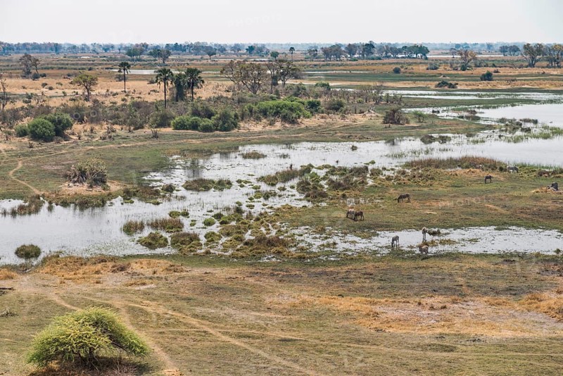 Wildlife in the Okavango Delta (aerial view from a helicopter)