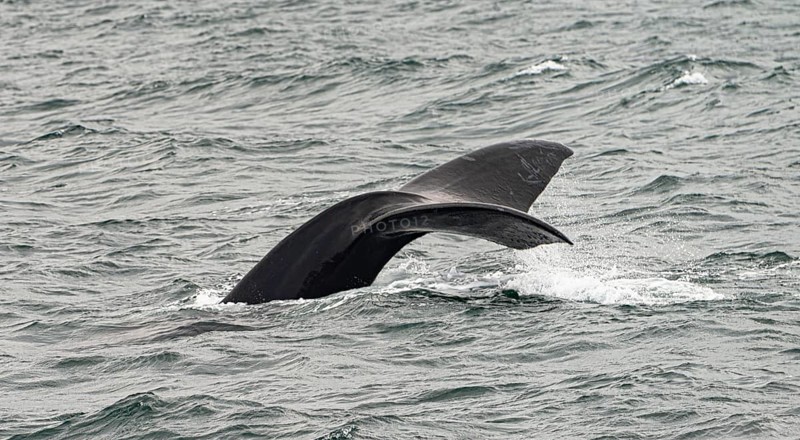 Whale watching in Hermanus, South Africa at a windy day